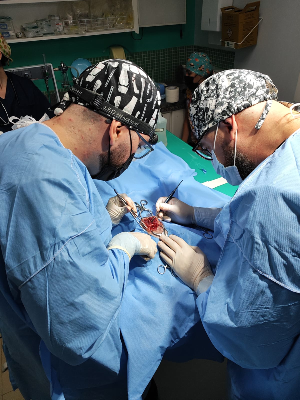 Veterinário realizando castração