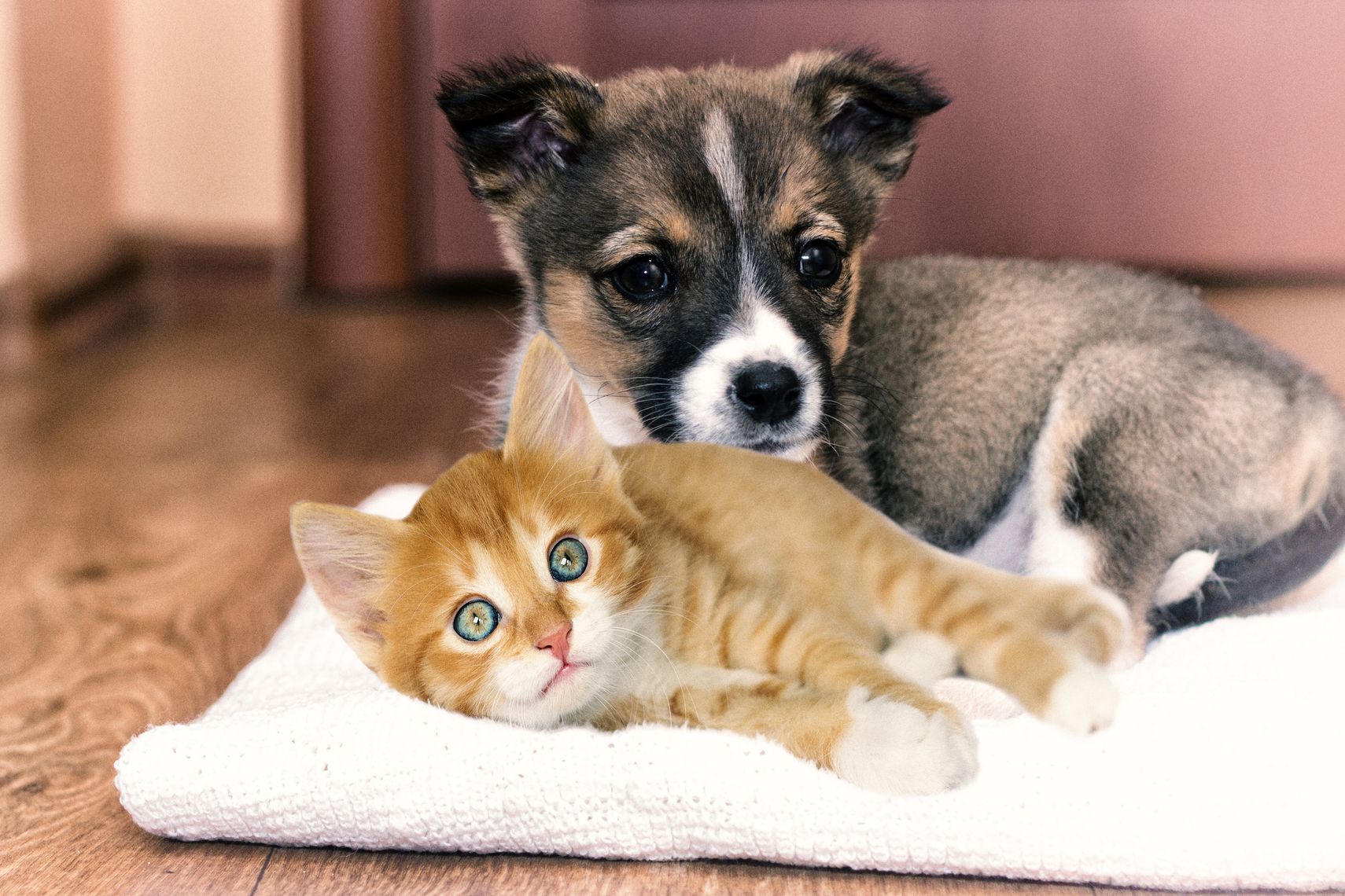 Cuidados de filhotes cães e gatos: Guia essencial para saúde e bem-estar
