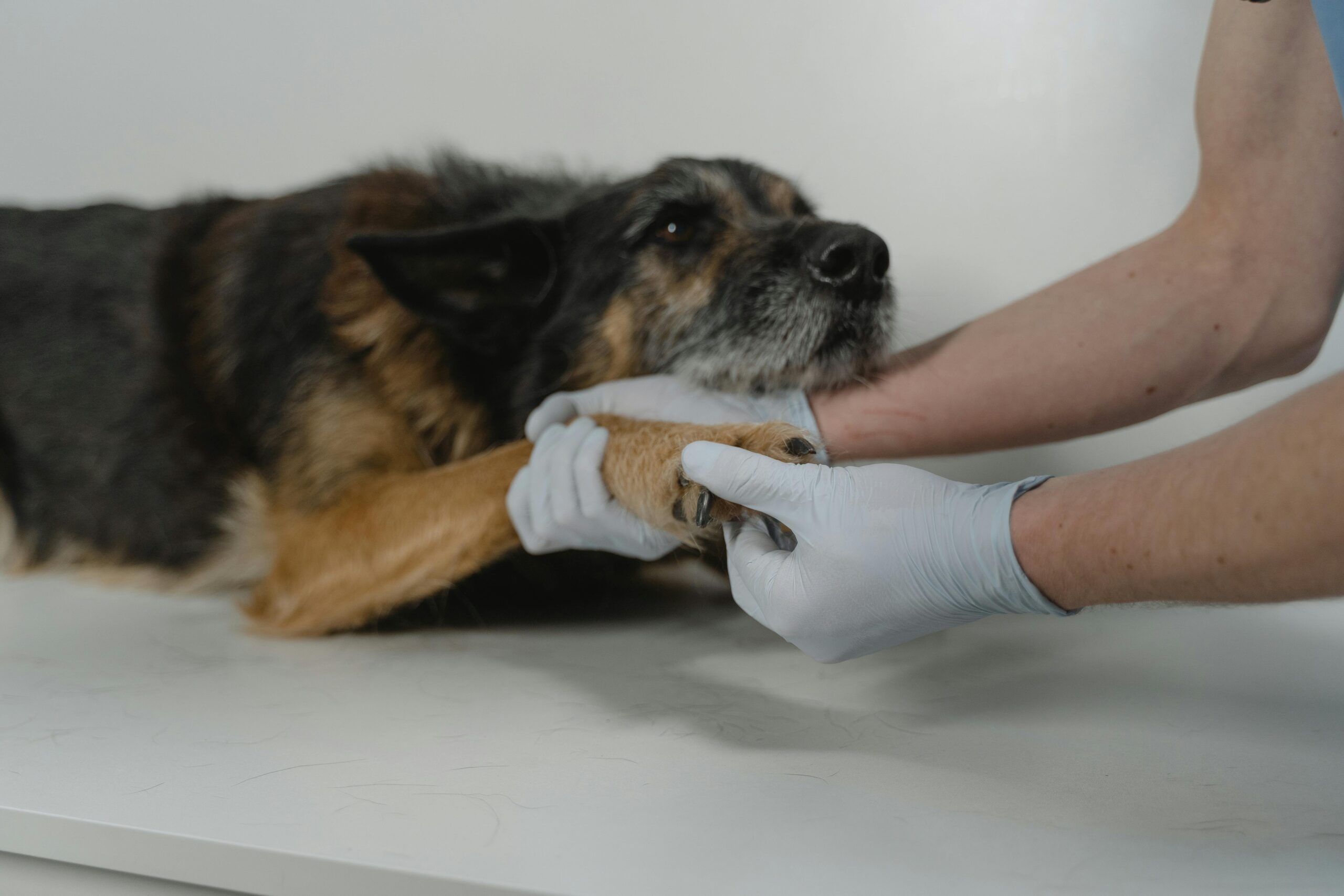 Internação Hospitalar - Veterinária meu filhote